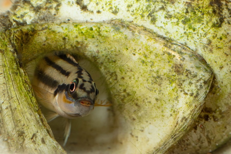 Telmatochromis bifrenatus 'Maswa'
